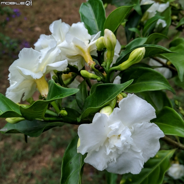 朱槿 紫荊 黃鐘花 台南市永康區忠孝運動公園 11月12號