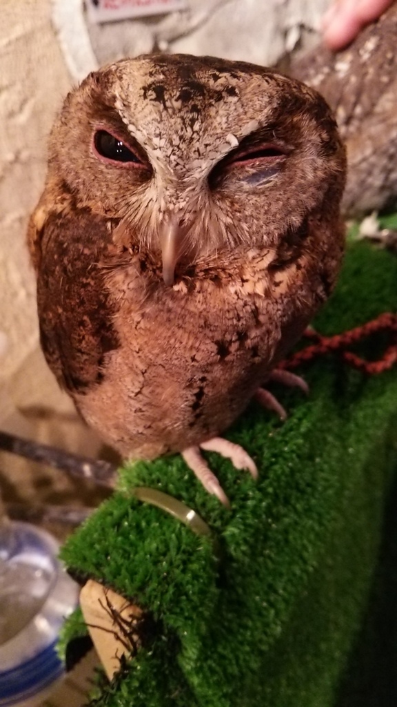 【玩】日本 東京/淺草 鳥のいるカフェ(有鳥在的 CAFÉ)