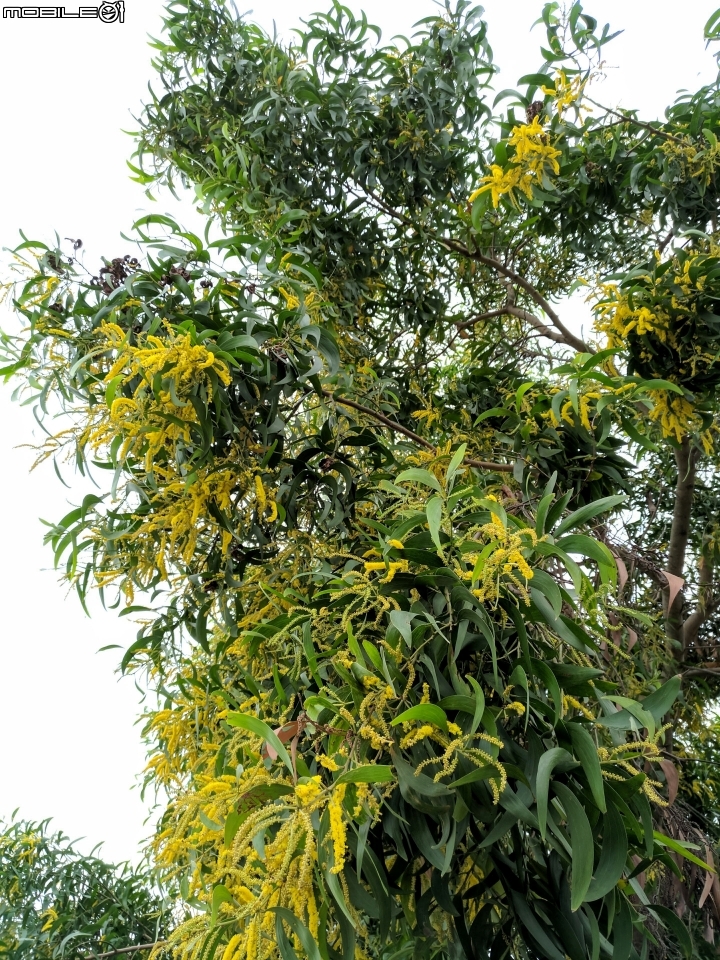 耳莢相思樹 台南市仁德區二仁溪舊橋附近11月11號