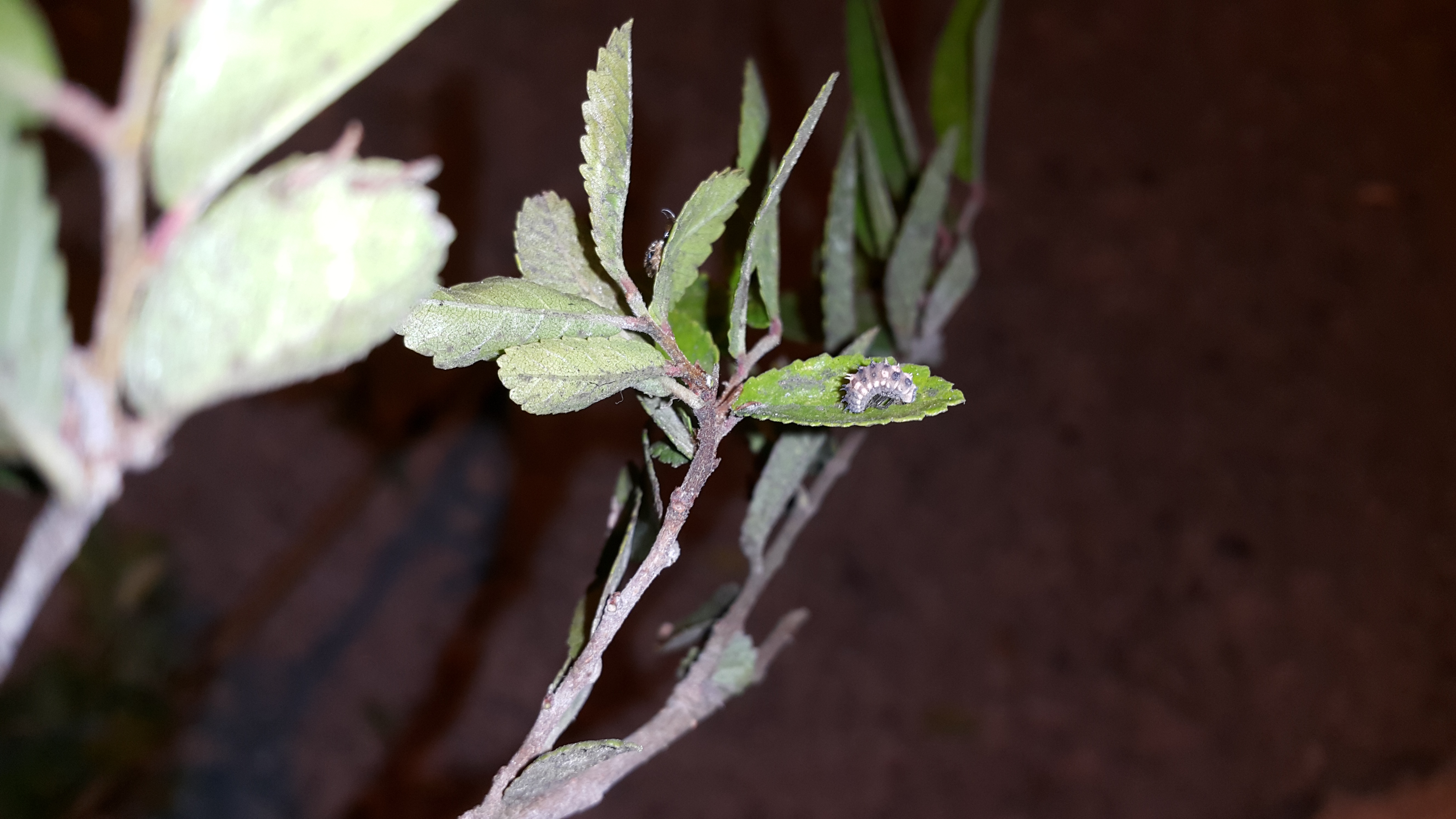 請問這是什麼病蟲害
