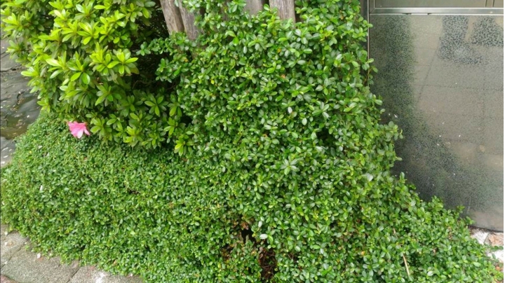 請問這是什麼植物？