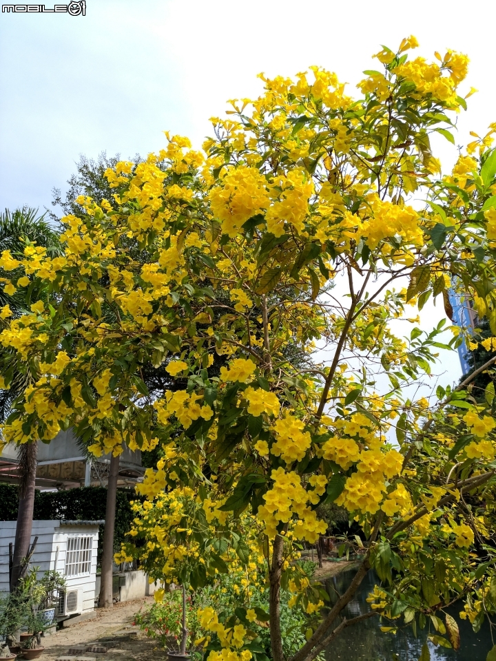 黃鐘花 台南市南區藝術轉角 11月5號