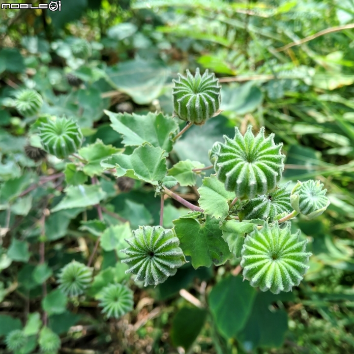 冬葵子 海桐 台南市安南區四草親水公園11月05號
