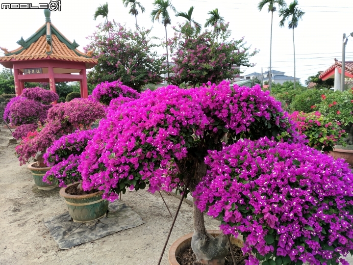九重葛 沙漠玫瑰 台南市佳里區佳福寺 11/26