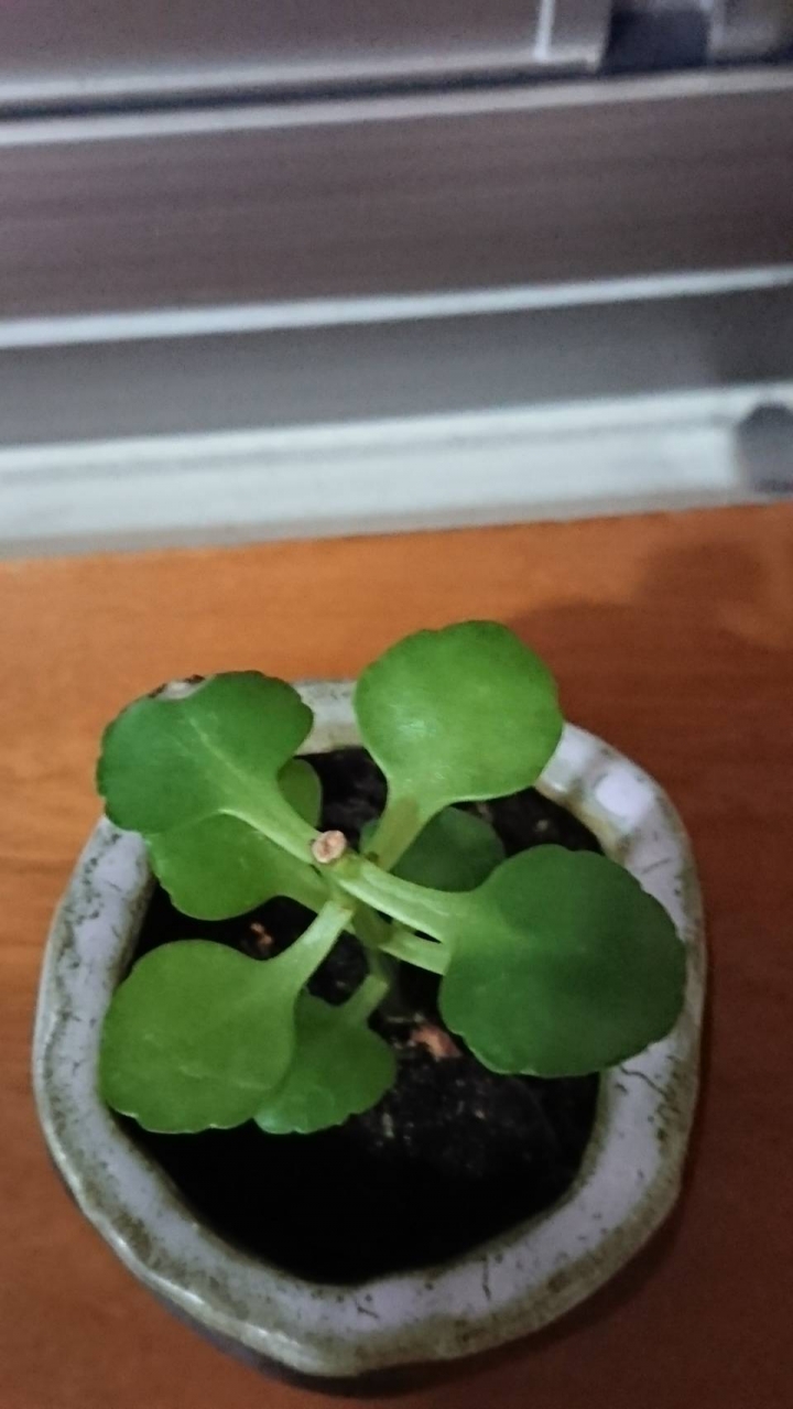 長壽花繁殖