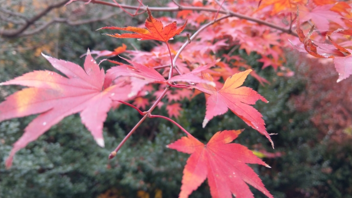 HTC U11 南韓 內藏山國家公園