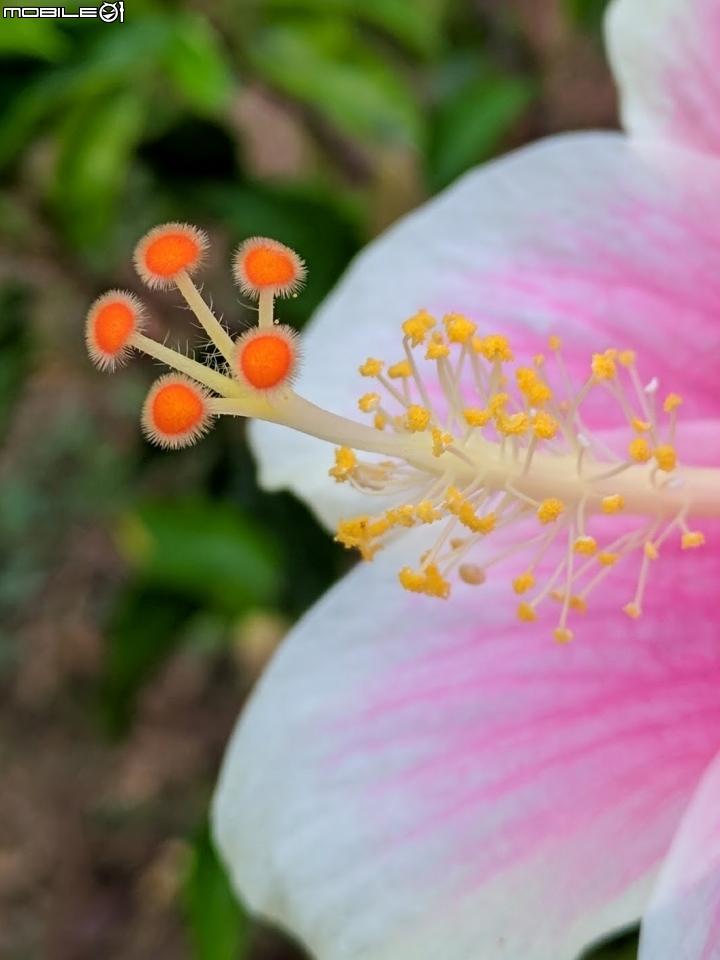 朱槿 紫荊 黃鐘花 台南市永康區忠孝運動公園 11月12號