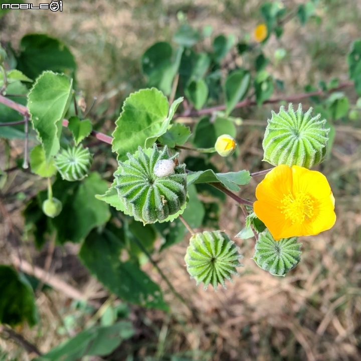 冬葵子 海桐 台南市安南區四草親水公園11月05號