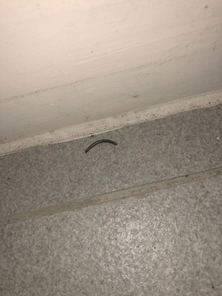 請問這個是什麼蟲