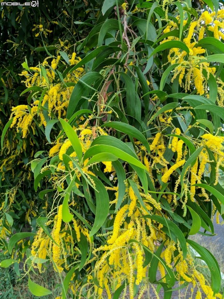 耳莢相思樹 台南市仁德區二仁溪舊橋附近11月11號