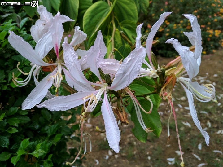 朱槿 紫荊 黃鐘花 台南市永康區忠孝運動公園 11月12號