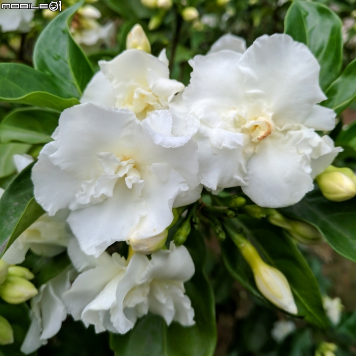 朱槿 紫荊 黃鐘花 台南市永康區忠孝運動公園 11月12號
