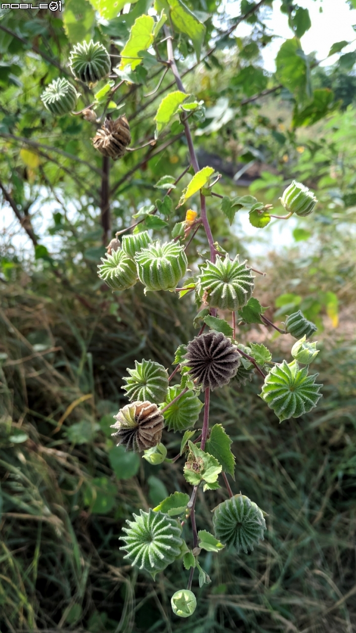 冬葵子 海桐 台南市安南區四草親水公園11月05號