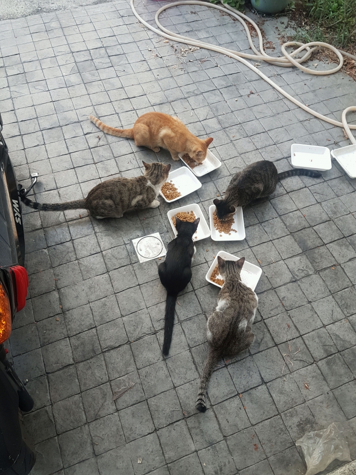 想請問餵養流浪貓的問題