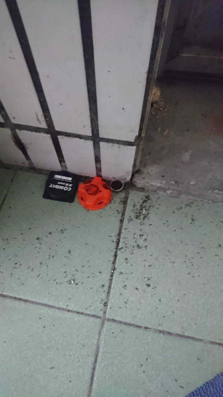 一場瘋狂的螞蟻持久戰(仍持續中)