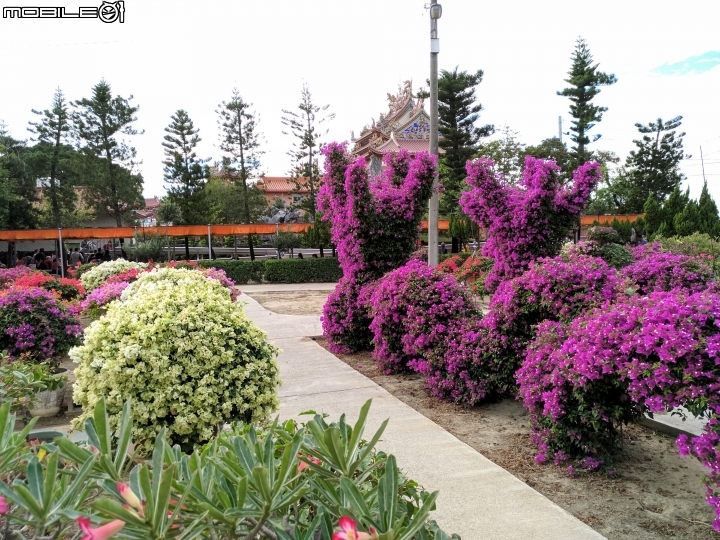 九重葛 沙漠玫瑰 台南市佳里區佳福寺 11/26