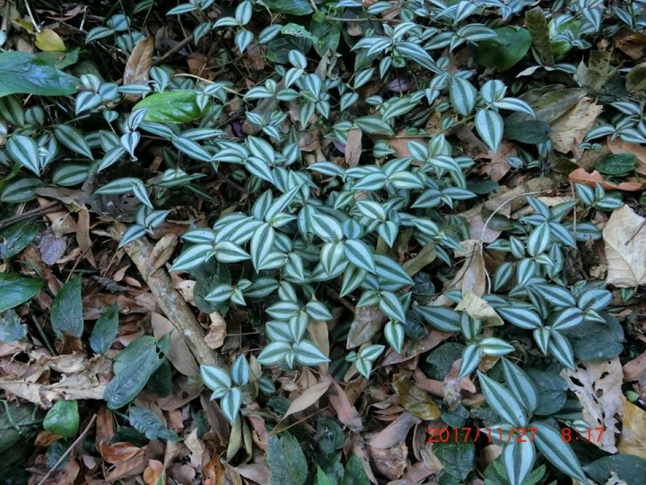 1061127 崁頭山(#64)輕鬆行