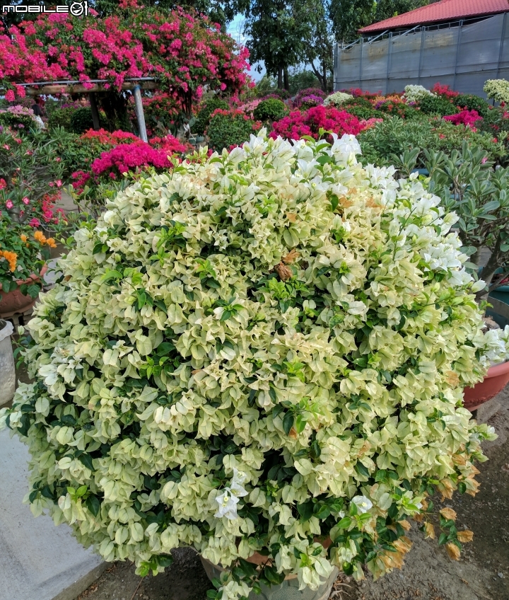 九重葛 沙漠玫瑰 台南市佳里區佳福寺 11/26