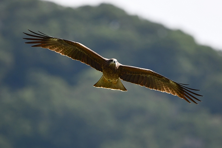 上山拍黑鳶(老鷹)、下山拍全新LUXGEN U6！