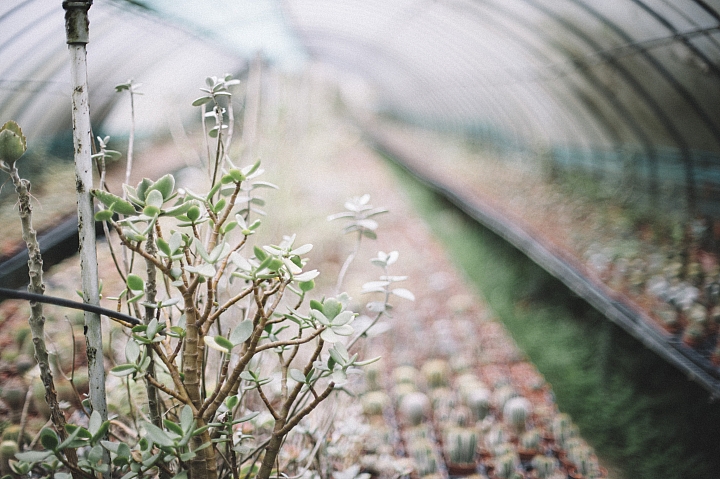 Nikon 50mm 1.2 AIS 一天拍攝心得