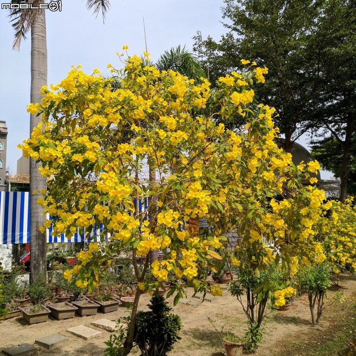 黃鐘花 台南市南區藝術轉角 11月5號