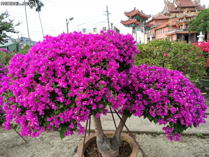 九重葛 沙漠玫瑰 台南市佳里區佳福寺 11/26