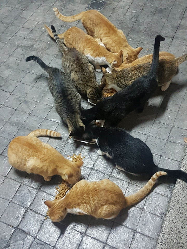 想請問餵養流浪貓的問題