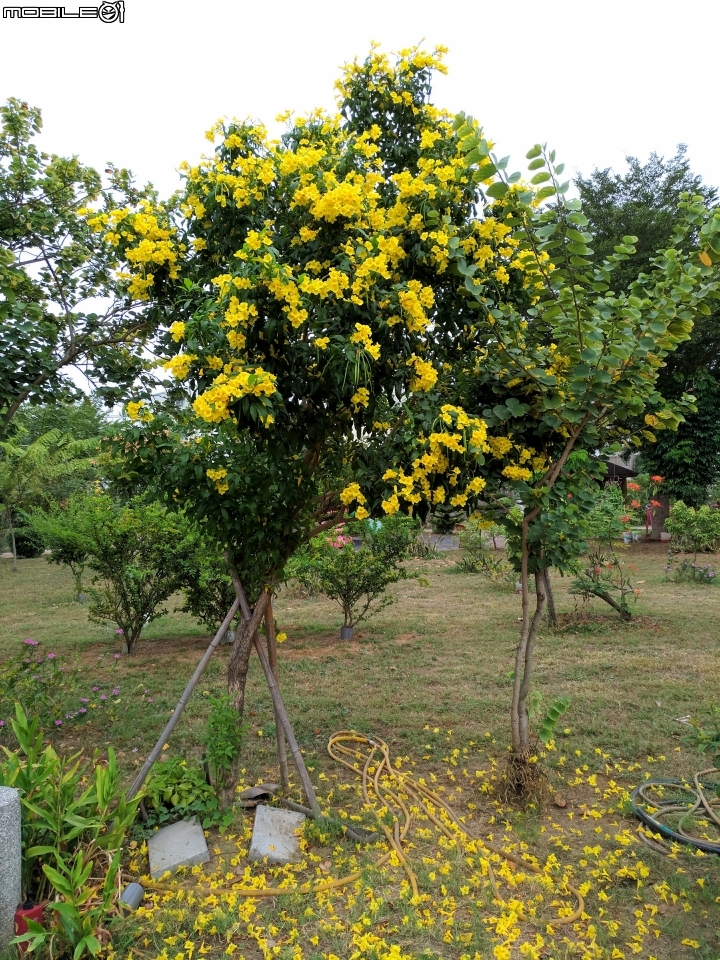 朱槿 紫荊 黃鐘花 台南市永康區忠孝運動公園 11月12號