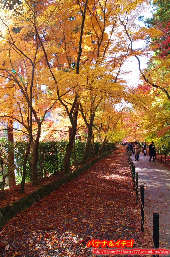 「京都の紅葉」--2017 京都賞楓整理