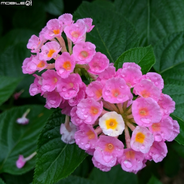 馬櫻丹 高雄市路竹區路竹公園11月11號