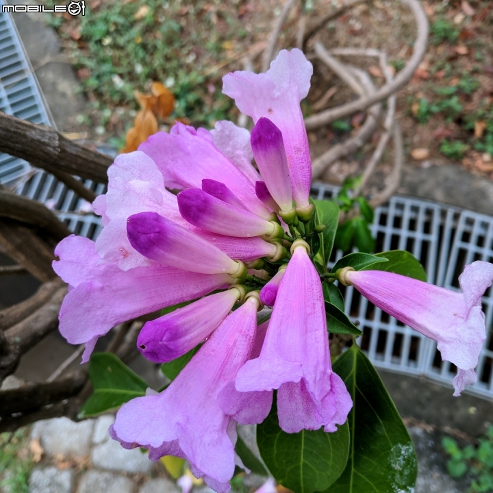 紫鈴藤 台南市東區後甲公園11月12號