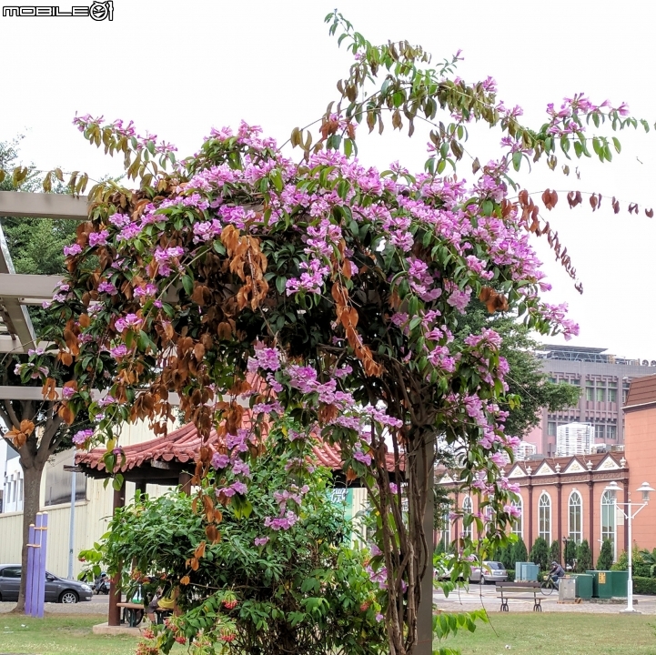 紫鈴藤 台南市東區後甲公園11月12號