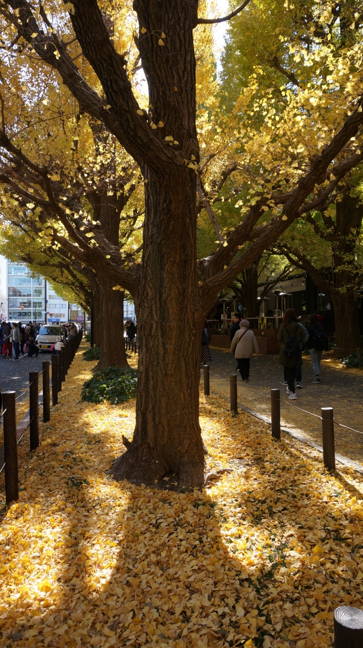 東京散步 by NEX-6