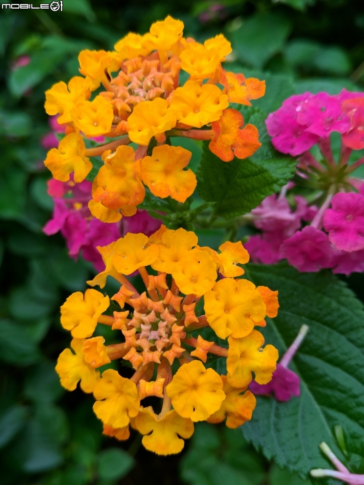 馬櫻丹 高雄市路竹區路竹公園11月11號