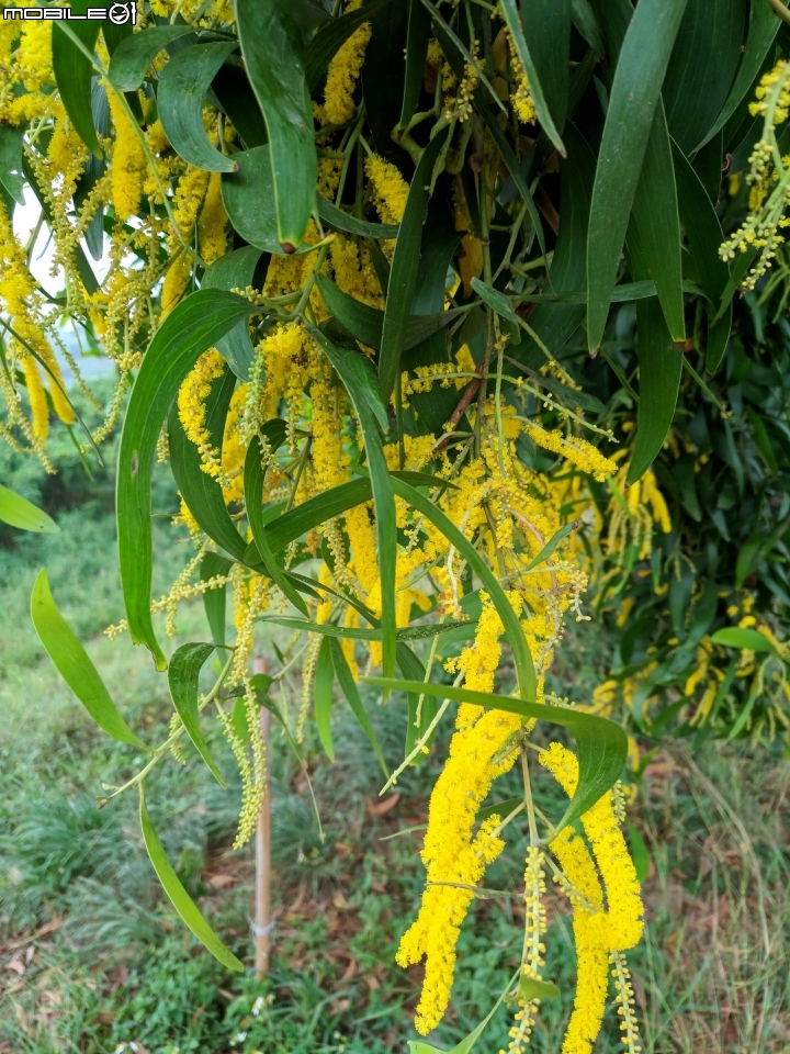 耳莢相思樹 台南市仁德區二仁溪舊橋附近11月11號