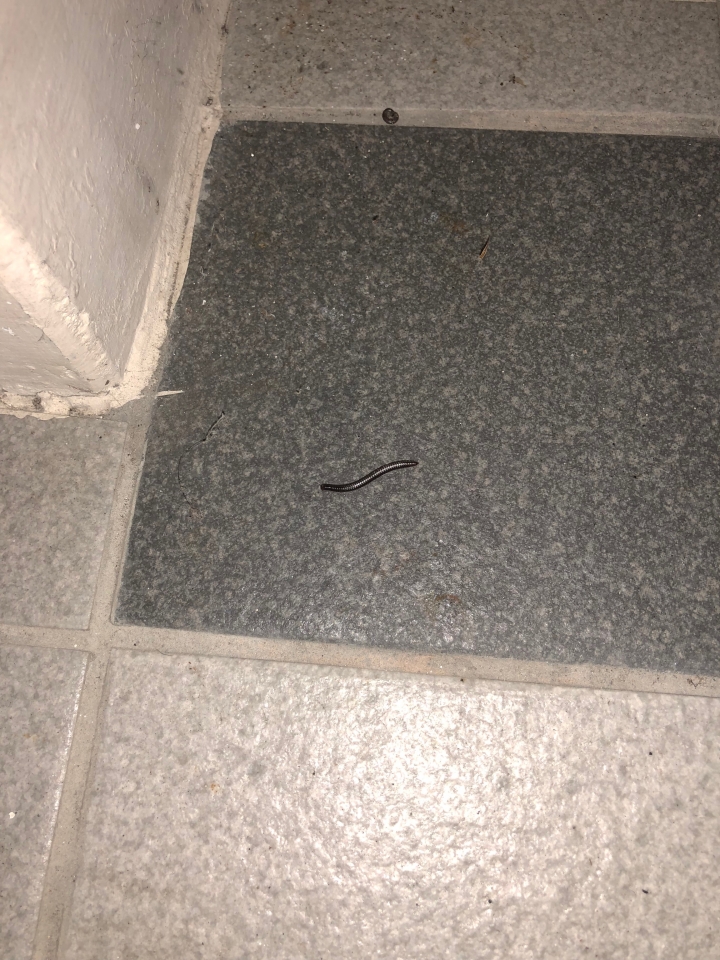 請問這個是什麼蟲