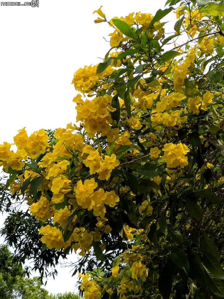 黃鐘花 台南市南區藝術轉角 11月5號