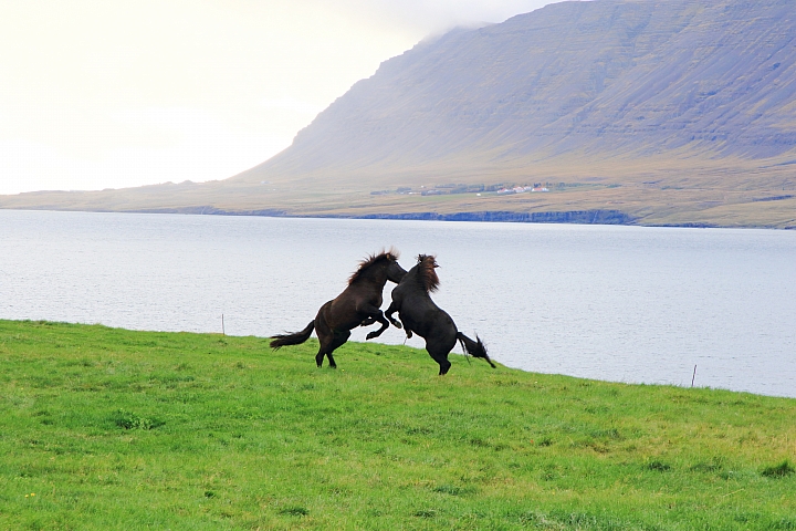 【慎入圖多字多！！】冰島～野性的矮人國度(終)