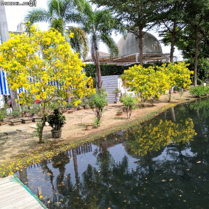 黃鐘花 台南市南區藝術轉角 11月5號
