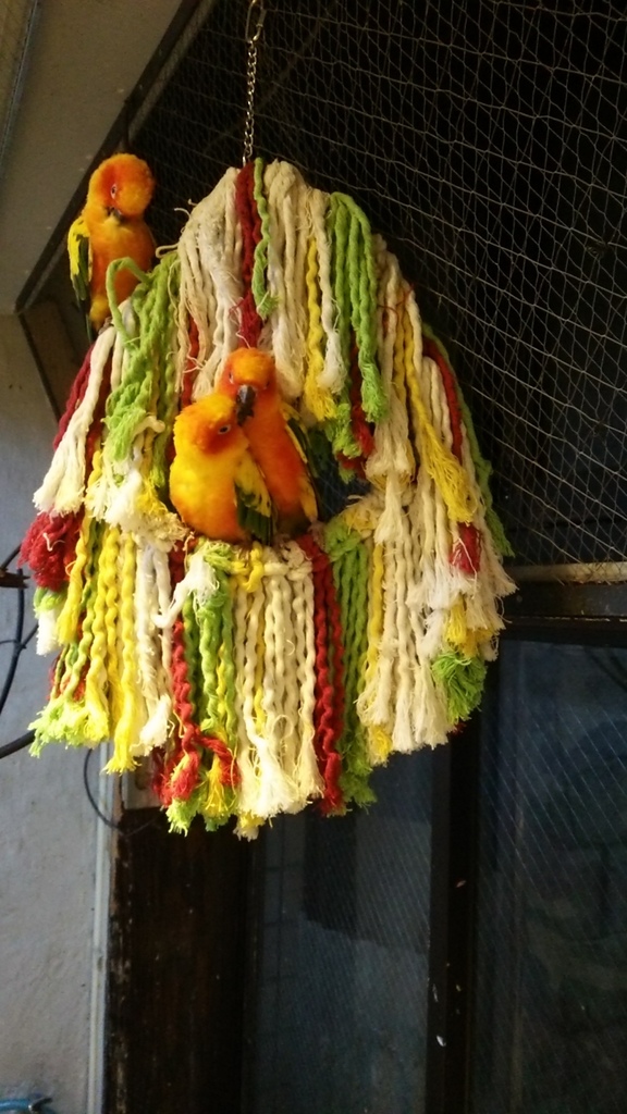 【玩】日本 東京/淺草 鳥のいるカフェ(有鳥在的 CAFÉ)