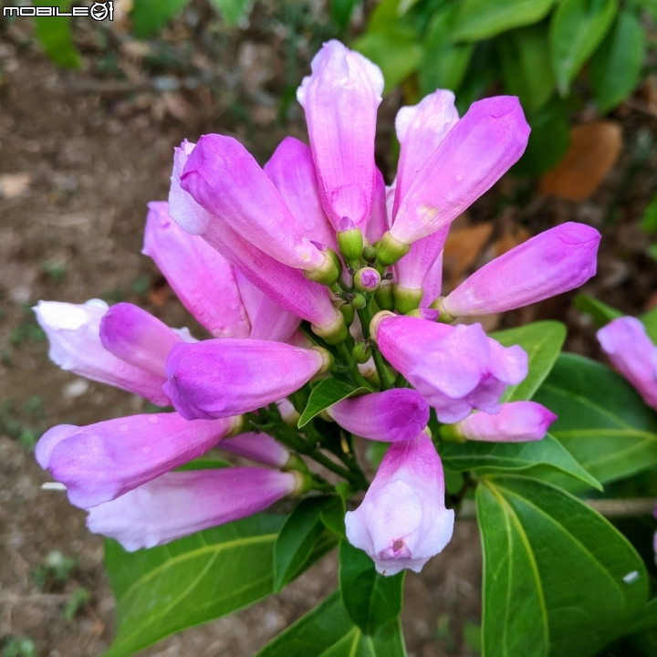 紫鈴藤 台南市東區後甲公園11月12號