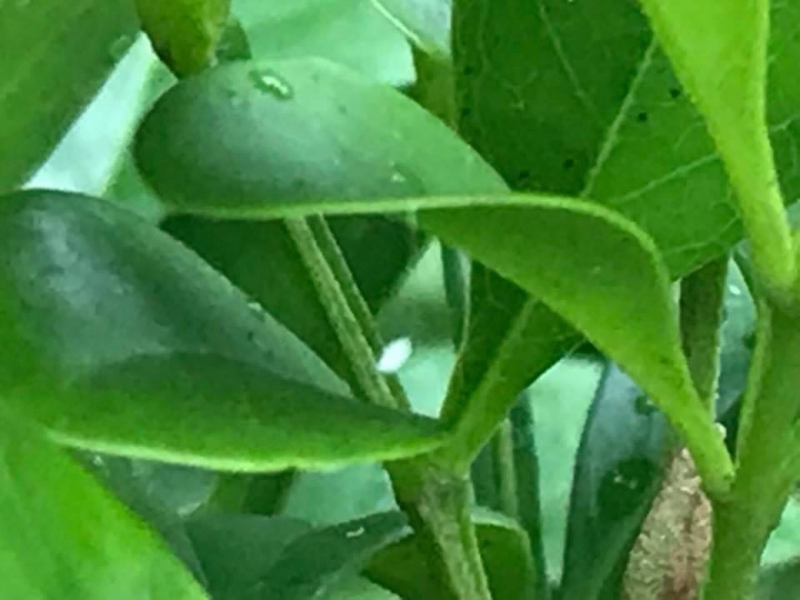 優曇婆羅花