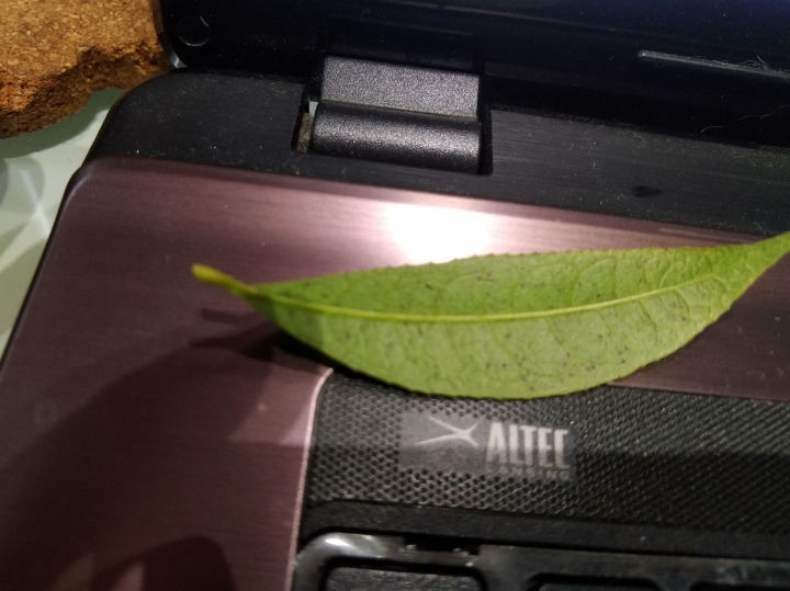 桂花長不好