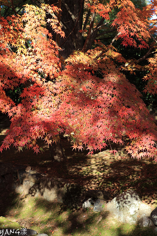 【京都嵐山】小倉山二尊院，嵐山知名紅葉景點