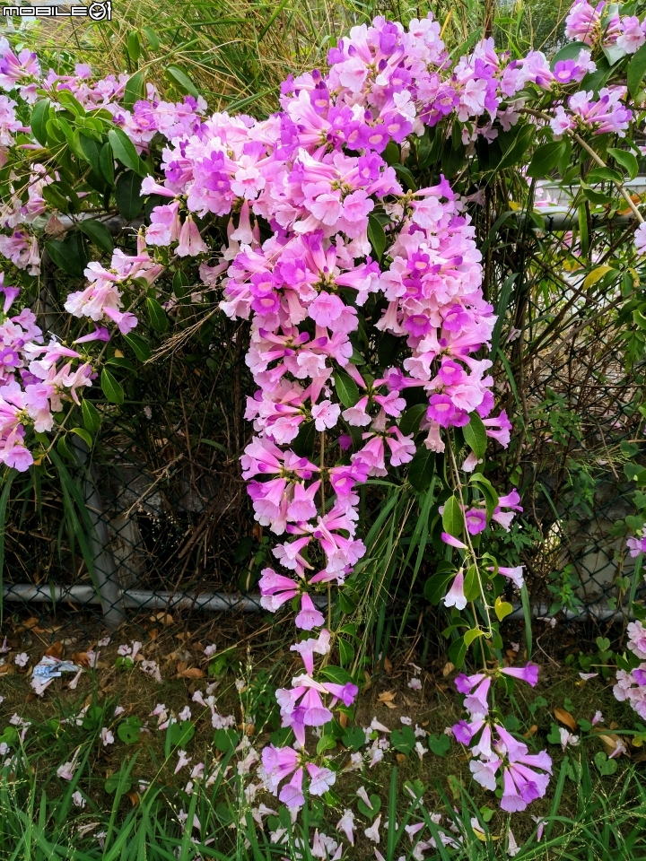 紫鈴藤 台南市東區後甲公園11月12號