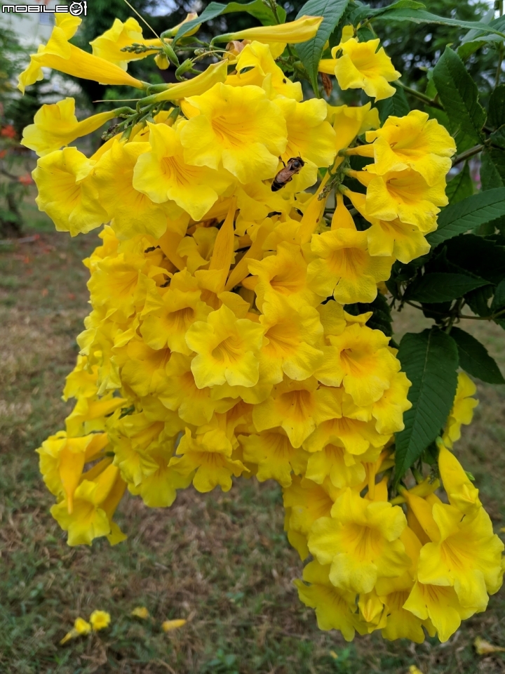 朱槿 紫荊 黃鐘花 台南市永康區忠孝運動公園 11月12號