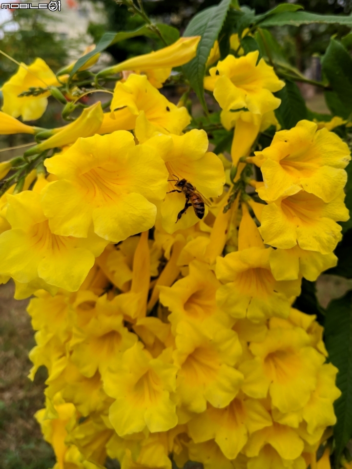 朱槿 紫荊 黃鐘花 台南市永康區忠孝運動公園 11月12號
