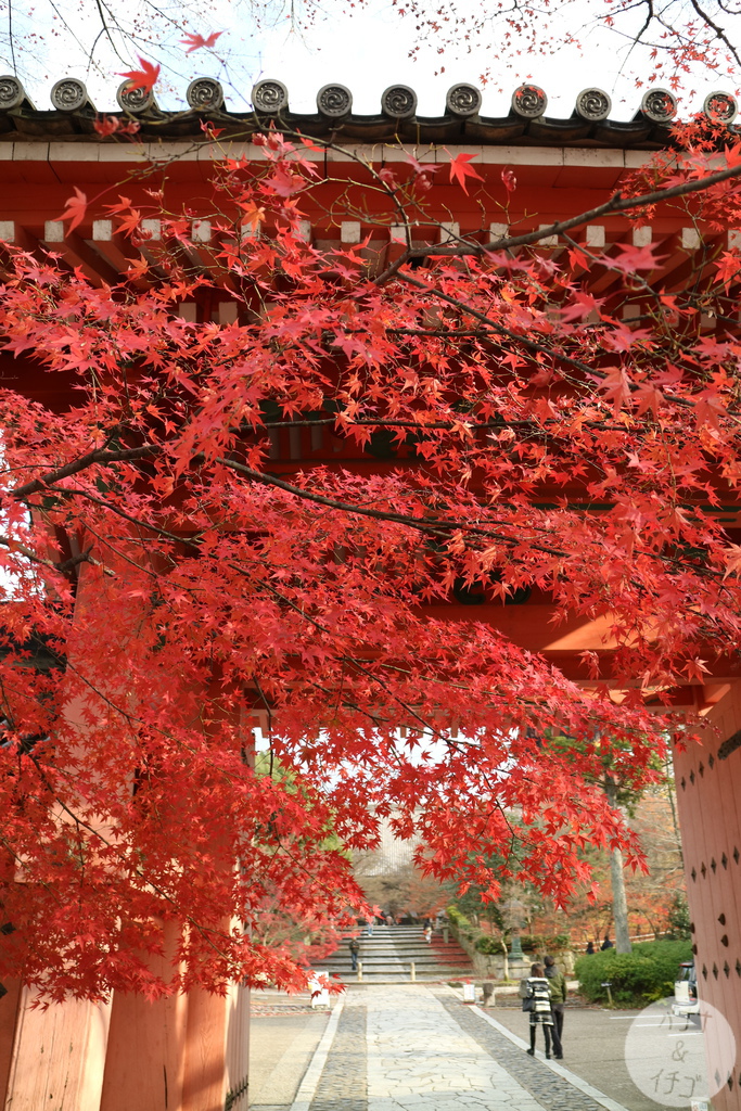 「京都の紅葉」--2017 京都賞楓整理