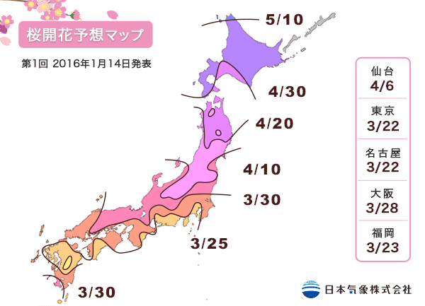 ＜日本＞教你如何看到滿開的夢幻櫻花海