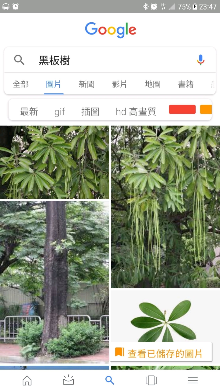 黑板樹 好臭!!
